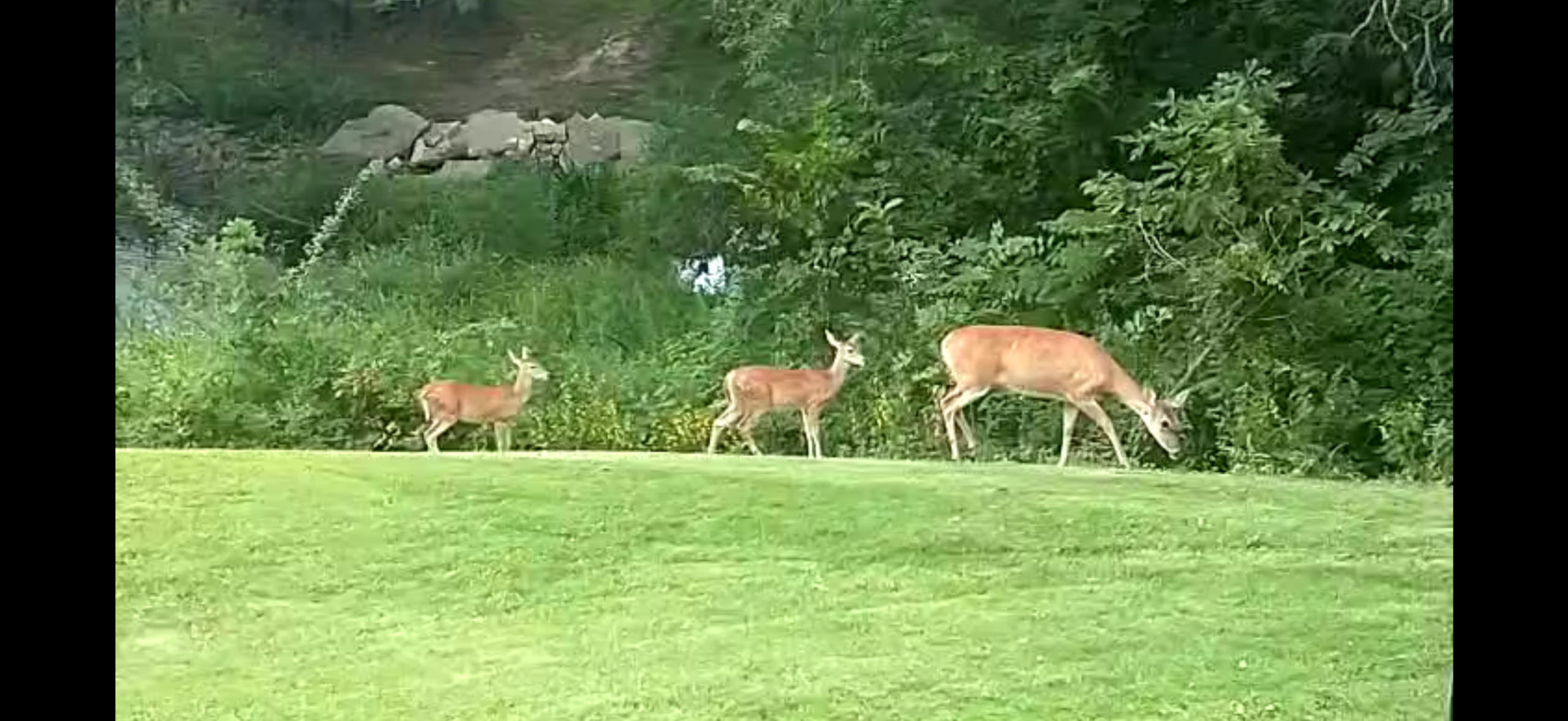 Back yard visitors