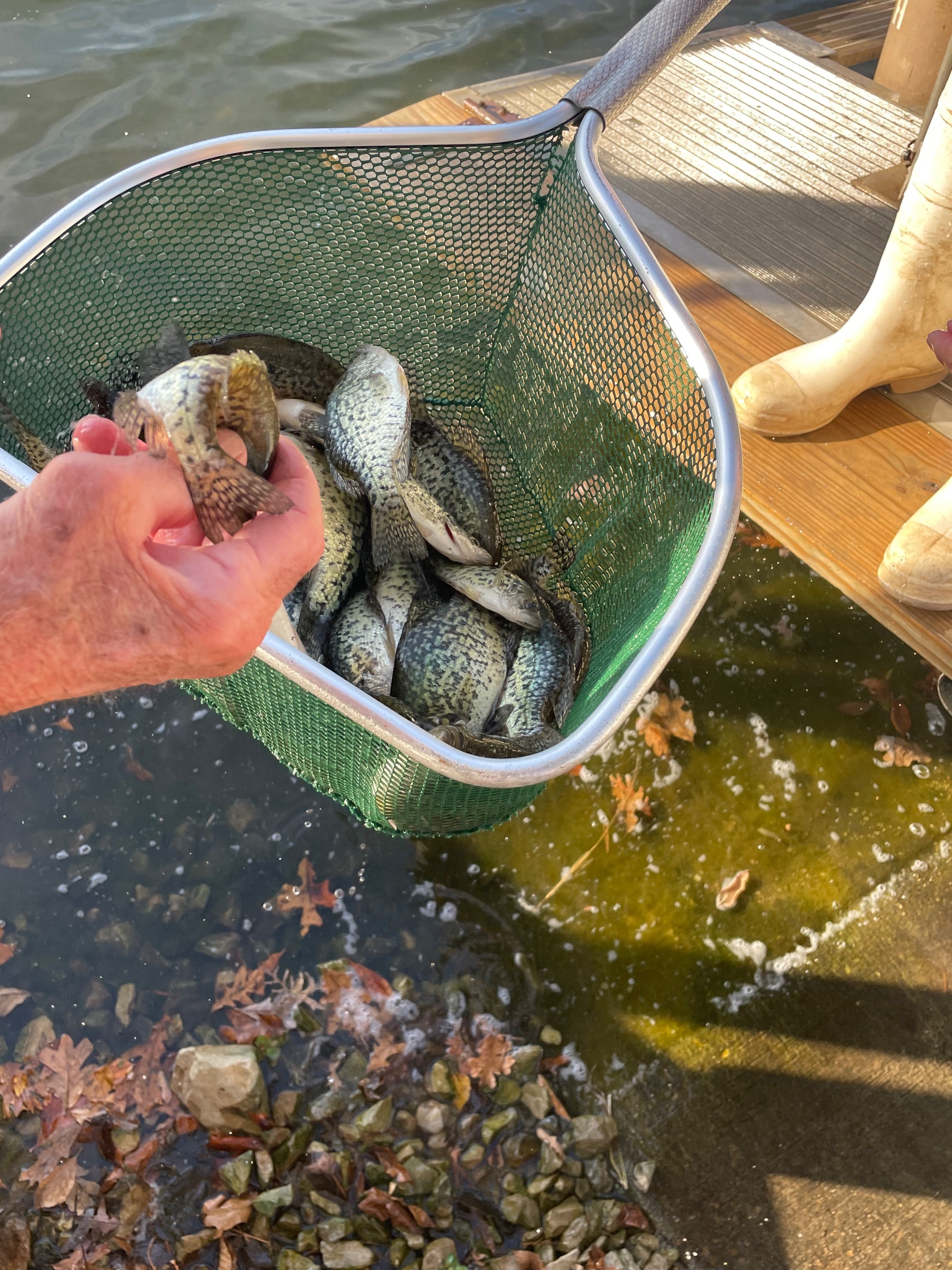 Stocking Crappie.